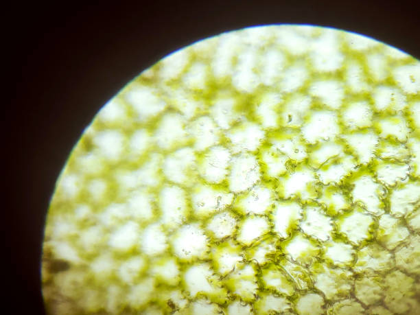 istock Green Plant Cells Under Microscope. Chloroplasts in Plant Cells. 2185886346