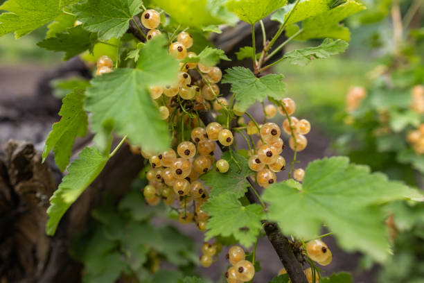 White currant at a branch in the garden close up.