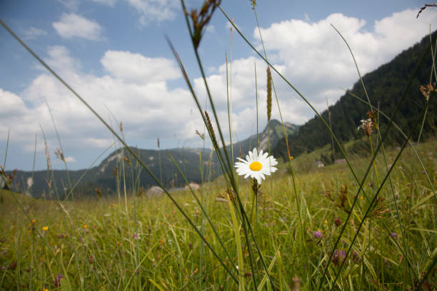 Austria, Europe, Mountain, Tyrol State - Austria, Landscape - Scenery