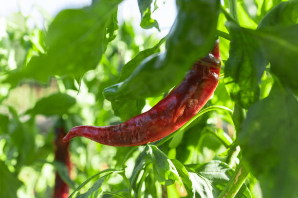 istock red chilli in the garden. Close up 2185892594