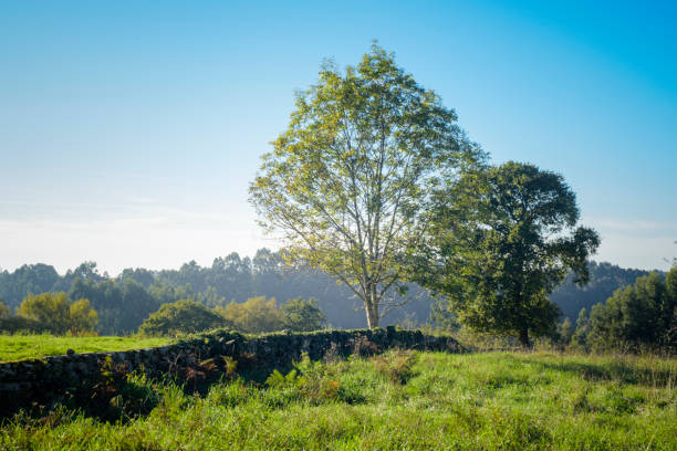 Stone wall limit in a green field in Asturias