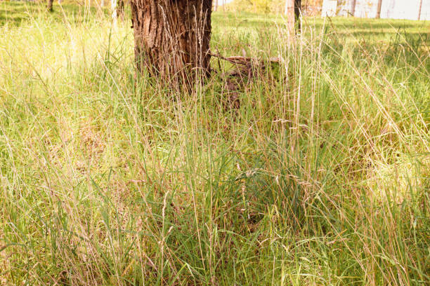istock long dry grass in australian landscape with base of eucalyptus tree 2185893370