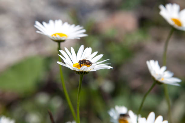 Impressions of the Nature in Austria