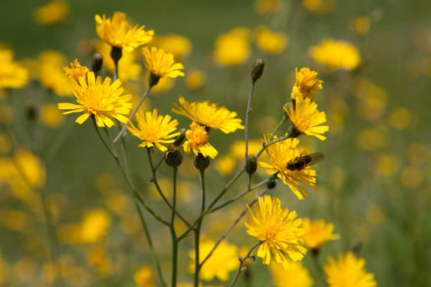 Impressions of the Nature in Austria