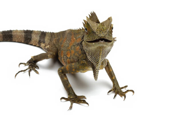 istock Forest dragon reptile isolated on white 2185896402