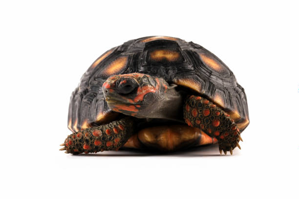 istock Cherry head red-footed tortoises, Chelonoidis carbonarius 2185896469