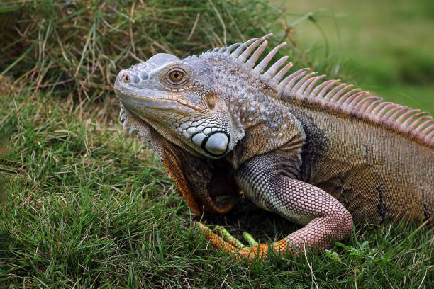 istock adult green iguana 2185896474