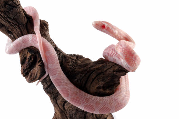istock Baby red rat snake 2185896480