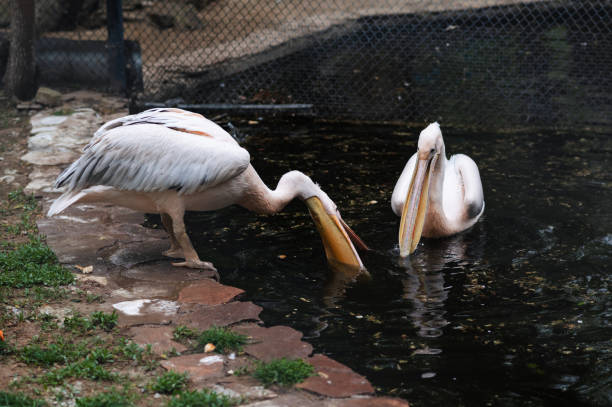 Pelicans at the zoo in summer