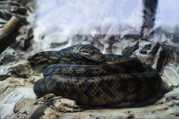 Tree boa constrictor, or garden tree boa constrictor in a terrarium at the zoo.