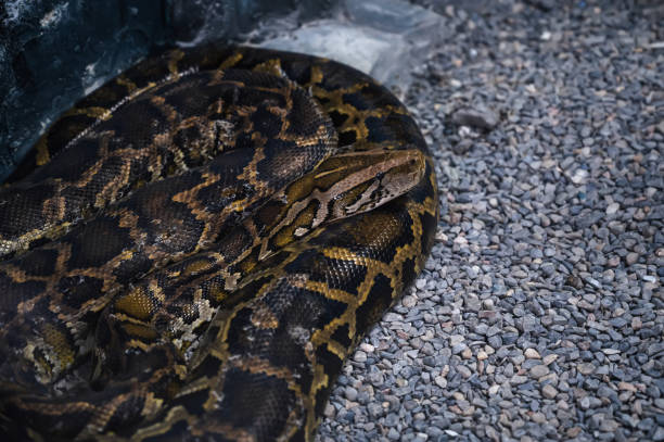 istock Tree boa constrictor, or garden tree boa constrictor in a terrarium at the zoo 2185896982