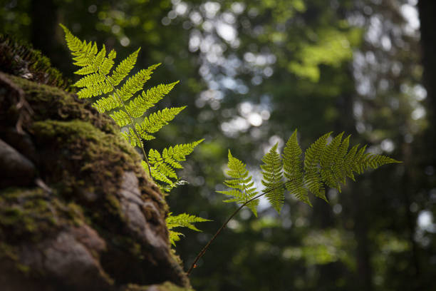Tropical fern. MacRitchie Nature Reserve. Singapore.