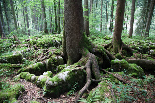 istock Schoenenbach in Austria 2185897148