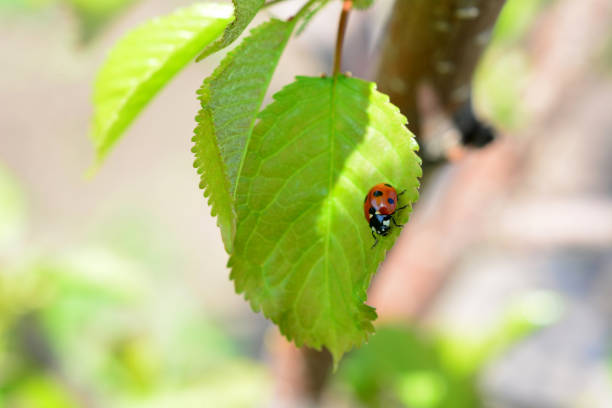 a ladybug is on a green leaf in the forest