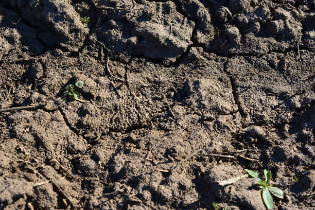 Crop field buried in cracked soil