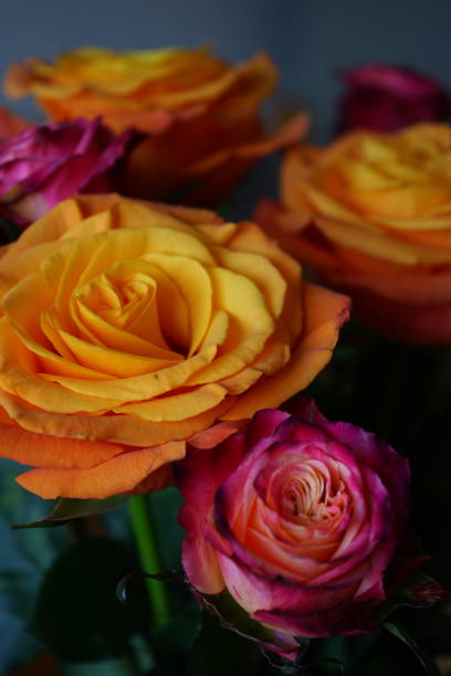 A close-up of a rose of different varieties and colors