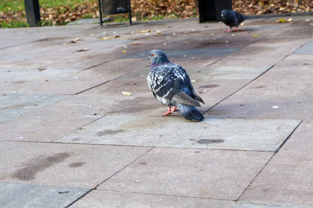 A pigeon standing on a tiled park path, with an urban background and scattered leaves, capturing a calm autumn day.