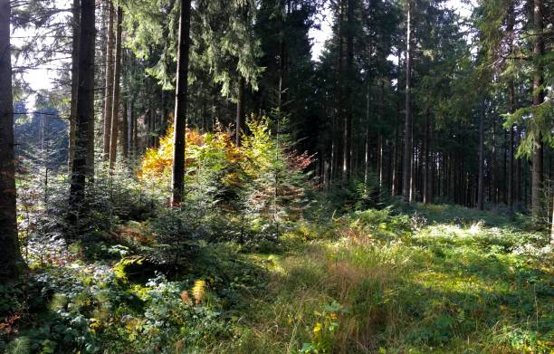 istock Schoenenbach in Austria 2185899850