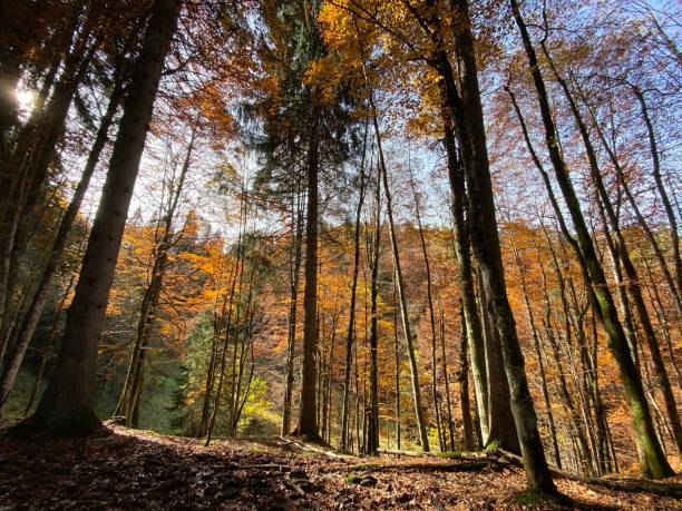 istock Schoenenbach in Austria 2185900025
