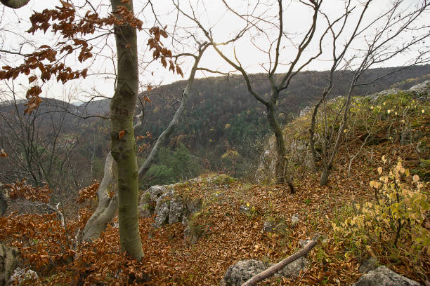 Autumn landscape. View from the top of the mountain.