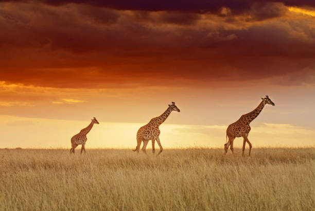 Giraffes walking in a row in grassy field below dramatic sunset sky on nature reserve at sunset,Maasai Mara National Reserve,Kenya,Africa