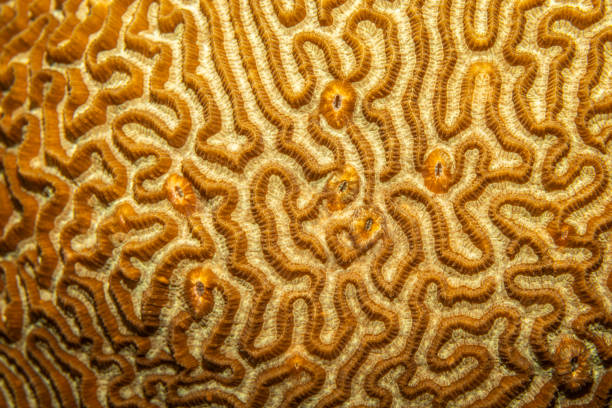 Kapalai, Malaysia, a stunning island in the Celebes Sea, is famous for its vibrant underwater ecosystems, including impressive brain corals. These corals, with their intricate, maze-like patterns, resemble the folds of a brain, which is how they got their name. Found thriving in Kapalai's crystal-clear waters, brain corals play a crucial role in the health of the reef by providing shelter and habitat for various marine species.\n\nThe calm, shallow waters around Kapalai allow divers and snorkelers to get close to these fascinating corals, observing their textures and vibrant colors. Brain corals are not only beautiful but also vital for maintaining the balance of marine ecosystems, as they help with reef building and support the biodiversity around them.\n\nThe serene surroundings and abundant marine life make Kapalai an exceptional destination for underwater exploration, with brain corals being a highlight of the region’s coral reef wonders.