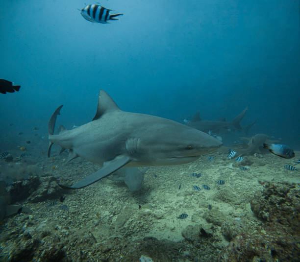 istock Bull sharks, Beqa, Fiji 2185904695