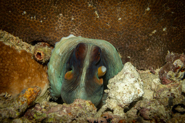 Sipadan, Malaysia, is a diver’s dream destination where you can encounter vibrant marine life, including the mesmerizing blue-ringed octopus. Despite its small size, this octopus stands out for its vivid blue rings that pulse with color, especially when it feels threatened. These striking displays are both a warning and a visual marvel.\n\nFound in coral reefs and sandy areas, the blue-ringed octopus is elusive and best spotted by keen-eyed divers exploring Sipadan’s pristine underwater landscapes. Its graceful movements and vivid hues make it a highlight of any dive.\n\nSipadan’s rich marine ecosystem, with its clear waters and abundant sea life, offers ideal conditions for observing this tiny but captivating creature. While its beauty is enchanting, divers must respect its space, as it is one of the most venomous animals in the ocean. A sighting of the blue-ringed octopus in Sipadan is a truly unforgettable experience.