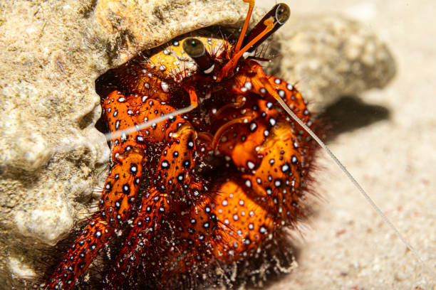 istock Crab, Mabul Island, Malaysia 2185904715