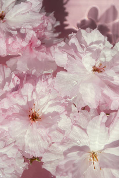 istock Delicate pink flowers sakura in water with deep shadows. Aesthetic composition, spring or summer season natural background 2185904998