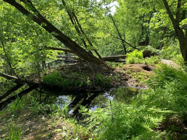 istock Serene forest scene with lush greenery and a small pond reflecting the trees. Maquam Creek Trail 2185905448