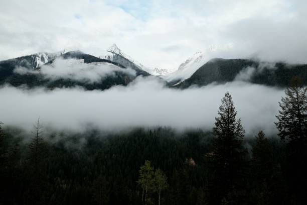 Misty mountain landscape with evergreen trees and snow-capped peaks under a cloudy sky.