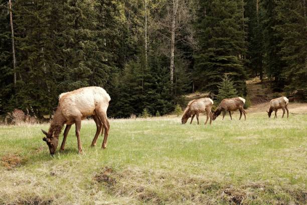 istock Elk grazing in a forest meadow 2185906827