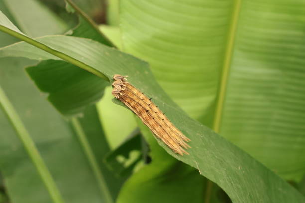 istock Calligo Owl butterfly larvae 2185907039