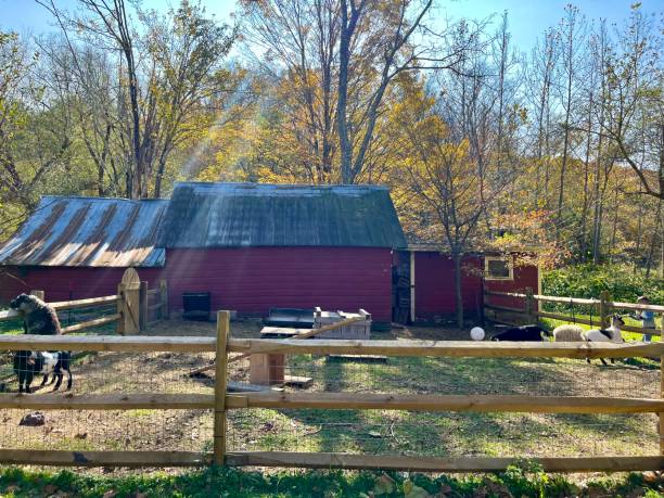 istock Goats on the Farm 2185909252