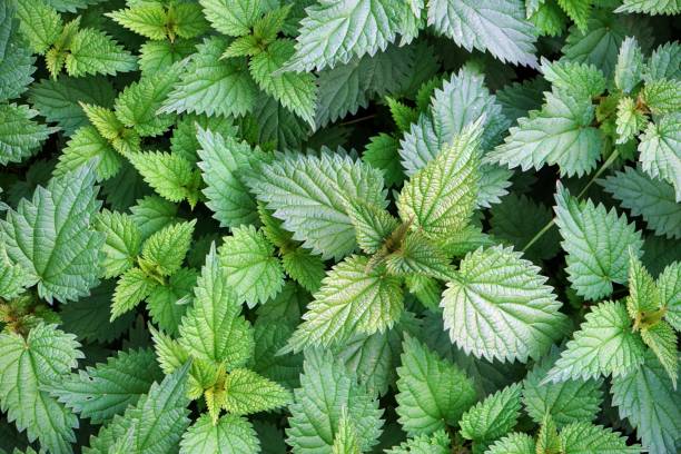 istock Close-Up of Nettle Leaves 2185911514
