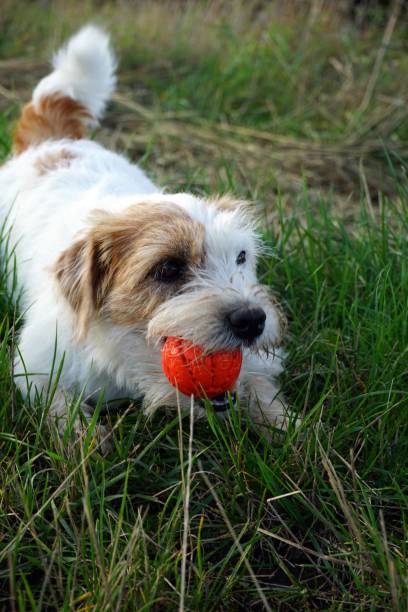 istock Wire-haired Jack Russell dog playing outdoors 2185911921