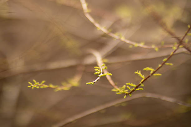 The intricate details of refreshing fresh green buds emerging on twigs, capturing the sheer beauty of natures growth