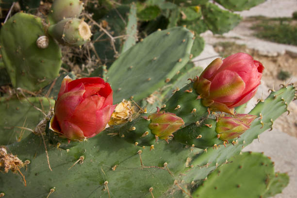 beautiful pink flowers of Echinopsis oxygona. the beauty of nature