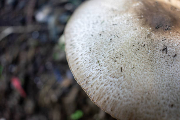 Wild white mushrooms growing in a lush green field, captured in natural light. A serene and organic nature scene perfect for environmental and culinary themes.