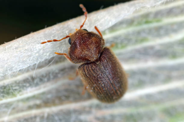Drugstore beetle or drug store weevil called also biscuit beetle and bread beetle (Stegobium paniceum).