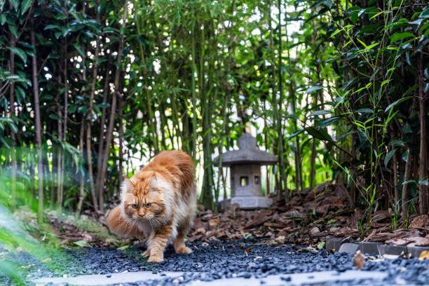Gorgeous Maine Coon sitting on stone footpath,mesmerizing sun that illuminating fur of pet.