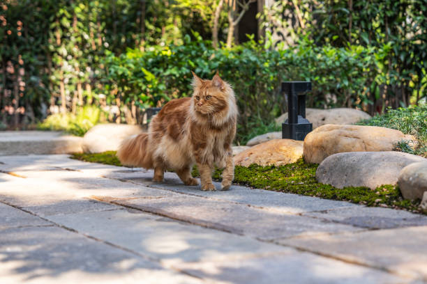 Gorgeous Maine Coon sitting on stone footpath,mesmerizing sun that illuminating fur of pet.