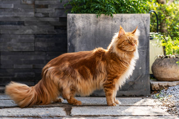 Main Coon cat walking in the garden