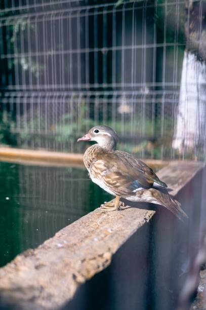 A duck perched on a ledge by water, enclosed in a cage, representing wildlife in captivity
