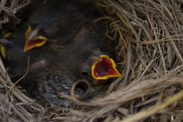istock Rufous-collared sparrow nestlings asking for food 2185927547