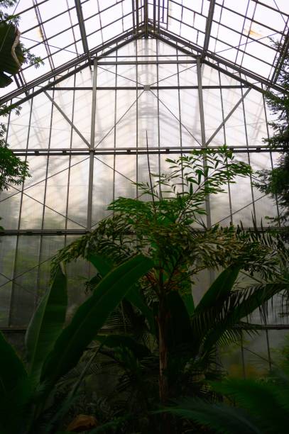 istock Glass greenhouse with lush greenery and diffused light, showcasing a serene environment 2185927549