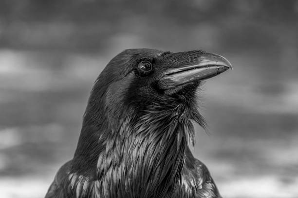 istock Black and White Raven Portrait 2185927825