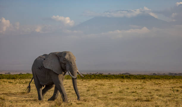 istock An Elephant in Africa 2185928440