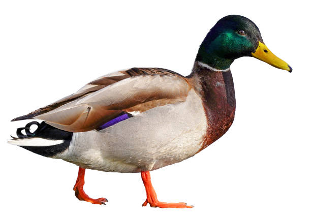 istock mallard duck isolated on white background 2185930143